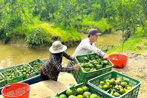 'Vị đắng' cam sành