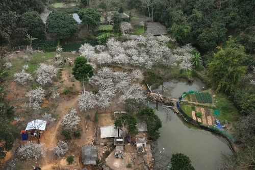 Bản làng Trạm Tấu bừng sáng mùa hoa mận bung nở