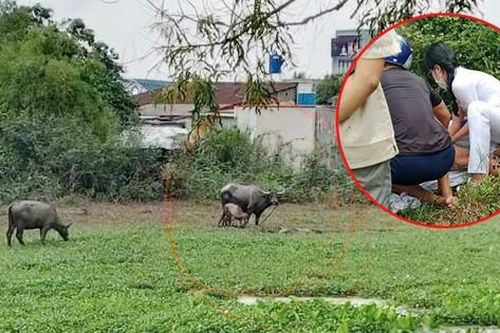 2 người đàn ông chọc ghẹo trâu, bị húc nhập viện: Có được bồi thường?