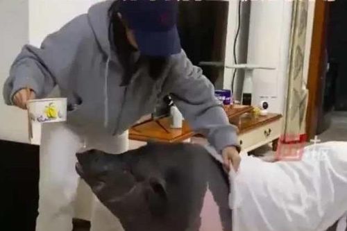 Mẹ 2 con nuôi lợn làm thú cưng, chưa đầy một năm con vật nặng tới 150kg