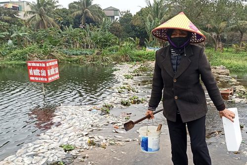 Cá chết bất thường nổi trắng suối ở Bỉm Sơn, dân vớt về cho gà ăn