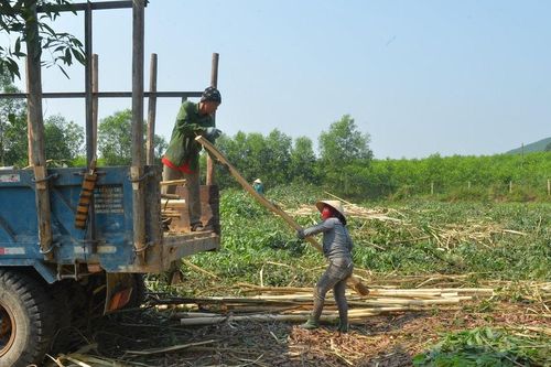 Phó Chủ tịch UBND tỉnh Nghệ An kiểm tra hoạt động các cơ sở chế biến gỗ