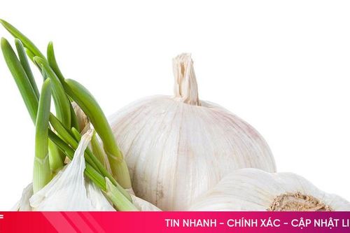 Chớ vứt tỏi mọc mầm, rất tốt cho sức khỏe