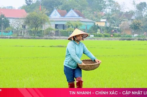 Theo dõi sát bệnh đạo ôn trên lúa để phòng trừ kịp thời