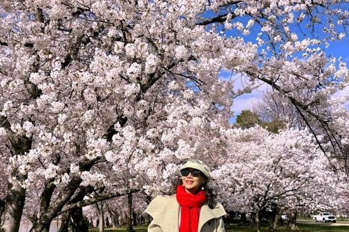 Các đại sứ nước ngoài tại VN và hành trình kết nối mùa hoa anh đào với châu Mỹ