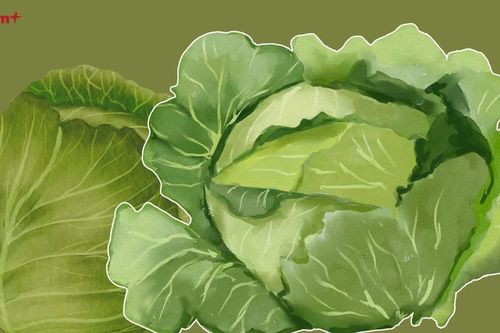 Đây là lý do tại sao bạn nên luộc kỹ bắp cải