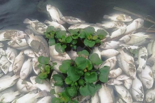 Làm rõ nguyên nhân cá chết hàng loạt trên suối Cổ Đam ở Thanh Hóa