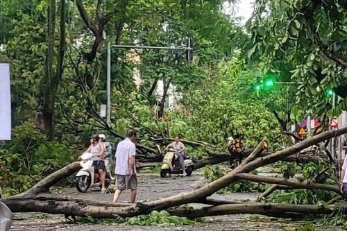 Trà Vinh: Gió giật mạnh làm cành cây, biển quảng cáo rơi trúng người đi đường