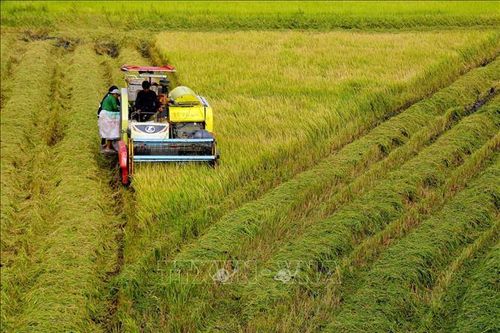 Lúa Đông Xuân sớm ở Hậu Giang mất giá, năng suất thấp