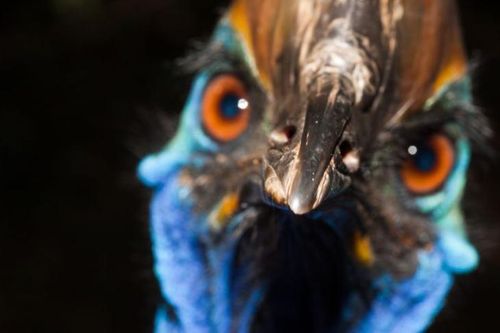 Cassowary: Chim 'khủng long hiện đại' khiến mọi người dân Australia đều dè chừng