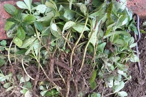 Giống sâm được người Việt trồng làm rau, rễ quý như 'vàng'