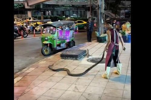 Nam thanh niên dùng tay không bắt trăn khổng lồ trên phố