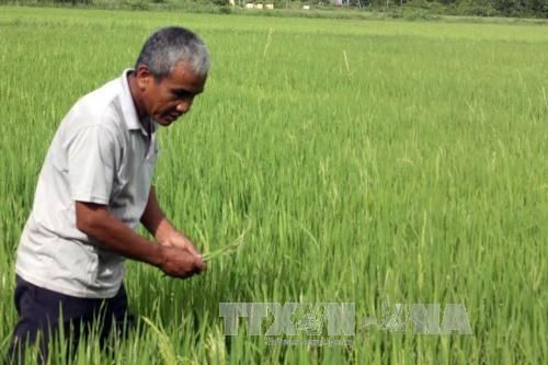 Hơn 1.000 ha lúa Đông Xuân ở Đồng Tháp bị muỗi hành tấn công