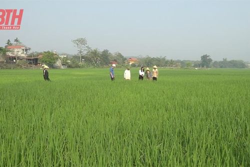 Phòng, chống sâu bệnh hại cây trồng