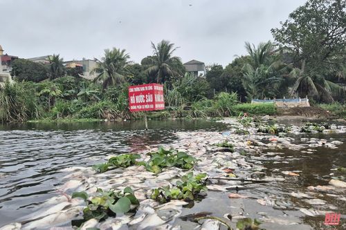 Cá chết la liệt trên suối Cổ Đam thị xã Bỉm Sơn