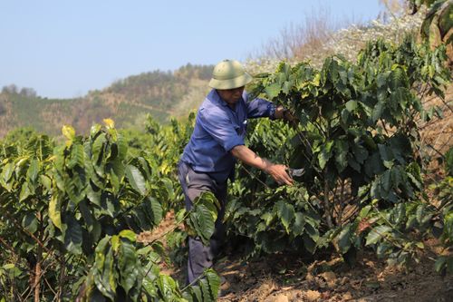 Nông dân Tuần Giáo tập trung chăm sóc cà phê, mắc ca