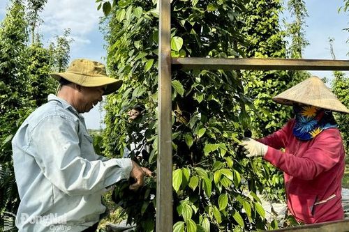 Giá tiêu lập kỷ lục mới nhờ xuất khẩu