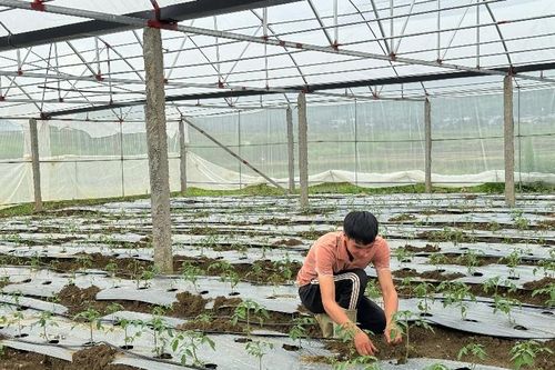 Hướng tới sản phẩm an toàn, chất lượng