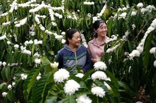 Hoa cà phê trắng xóa triền đồi Nam Tây Nguyên