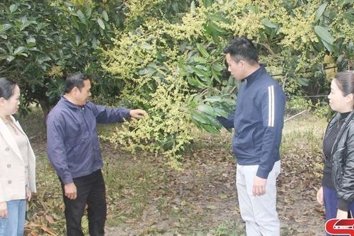 Chăm bón vùng xoài xuất khẩu