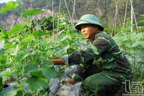 Liên kết tiêu thụ nông sản: Giúp người dân yên tâm sản xuất