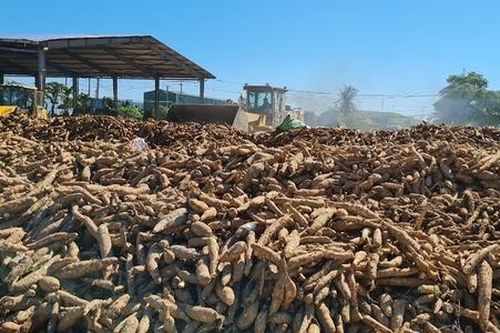Giá giảm một nửa, người trồng sắn lao đao