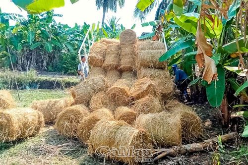 Phát triển nghề trồng nấm rơm