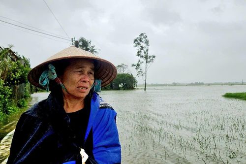 Lụt giữa mùa xuân, hàng nghìn héc-ta hoa màu bị nhấn chìm tại Phú Yên