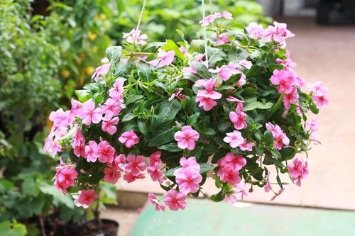 Đây là lý do trồng cây dừa cạn trong nhà, vừa làm đẹp không gian, vừa hỗ trợ bệnh tiểu đường