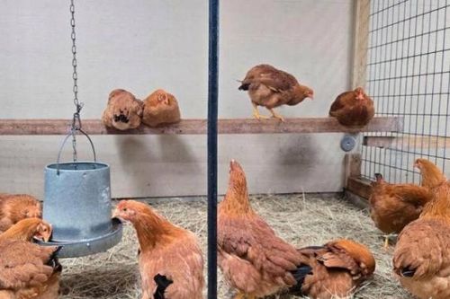 Dân Mỹ đổ xô mua gà về nuôi để lấy trứng