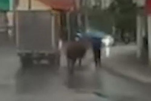 Trâu 'điên' húc hai học sinh ở Quảng Ninh