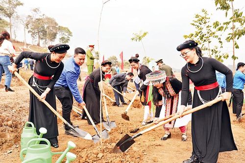 Giữ rừng Tuyên Quang mãi xanh