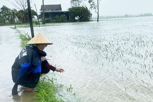 5.000 hecta lúa, hoa màu ở Phú Yên bị thiệt hại do mưa trái mùa