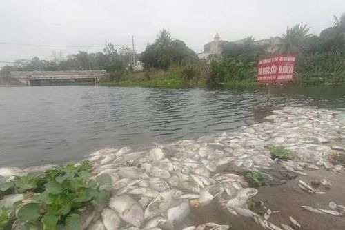 Cá chết nổi trắng suối Cổ Đam ở Thanh Hóa