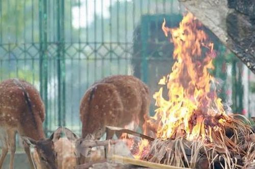 Vườn thú Hà Nội đốt lửa, bật lò sưởi giữ ấm cho thú nuôi