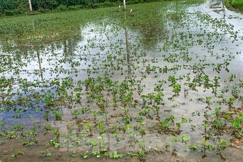 Mưa bất thường, hơn 50ha trồng đậu của người dân Bình Định ngập úng