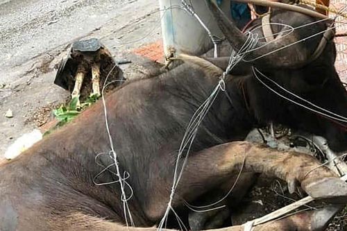 Trâu 'điên' húc 2 học sinh đang tới trường ở Quảng Ninh