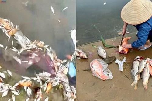 Cá tự nhiên chết bất thường, nổi trắng mặt nước tại suối Cổ Đam