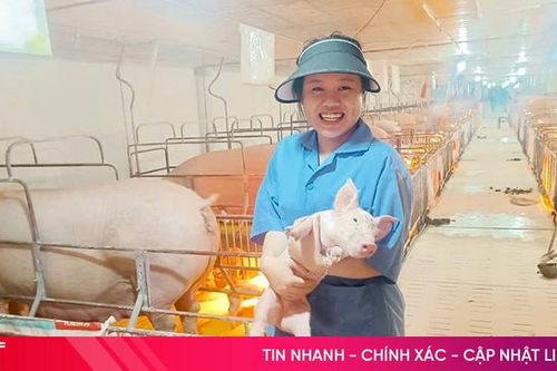 Nông dân Vũ Quang tập trung tái đàn vật nuôi sau Tết