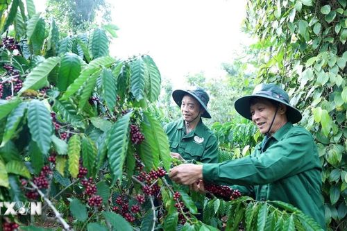 Đắk Lắk sẵn sàng cho Lễ hội càphê Buôn Ma Thuột lần thứ 9 năm 2025