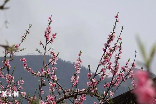 Rực rỡ sắc hoa đào ở bản vùng cao huyện Mù Căng Chải