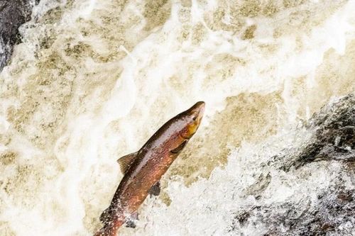 Biến đổi khí hậu: Cảnh báo nguy cơ Nhật Bản không còn cá hồi trong thế kỷ tới