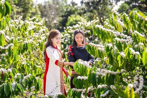 Ẩm thực 'độc lạ' từ cây càphê sẽ được giới thiệu ở Lễ hội Càphê Buôn Ma Thuột