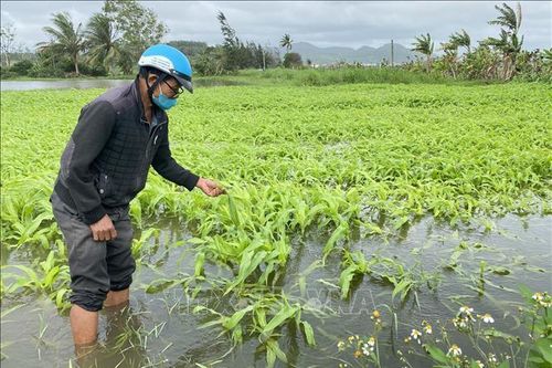 Phú Yên: Nỗ lực khôi phục sản xuất sau mưa lớn gây ngập úng lúa và hoa màu