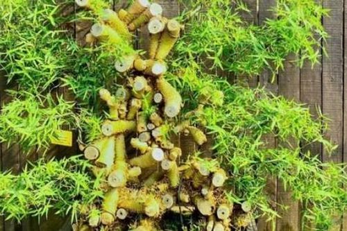 Chiêm ngưỡng chậu tre độc lạ của 9x Hà Nội, chủ nhân báo giá trên 100 triệu đồng