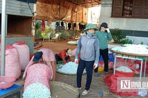 Hướng đi mới giúp nông dân Gia Lai thoát nghèo