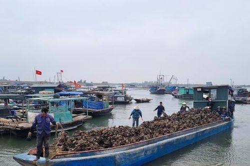 Quảng Ninh: Xử phạt trường hợp loan tin 'xã hội đen cướp hàu'