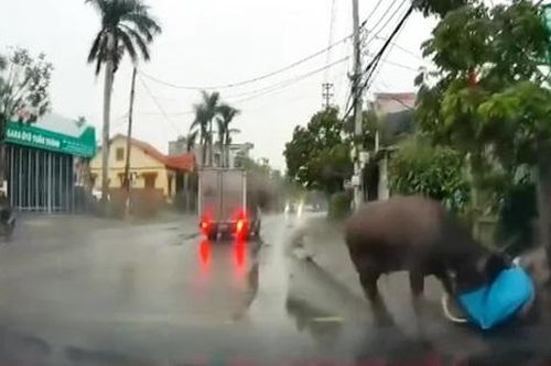 Trâu lạc chạy loạn trên đường, húc bị thương học sinh