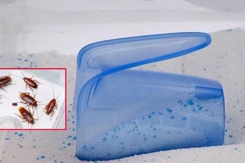 Cách diệt gián từ bột giặt và cơm nguội hiệu quả mà rất ít người biết