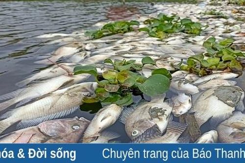 Cận cảnh tình trạng cá chết bất thường trên suối Cổ Đam